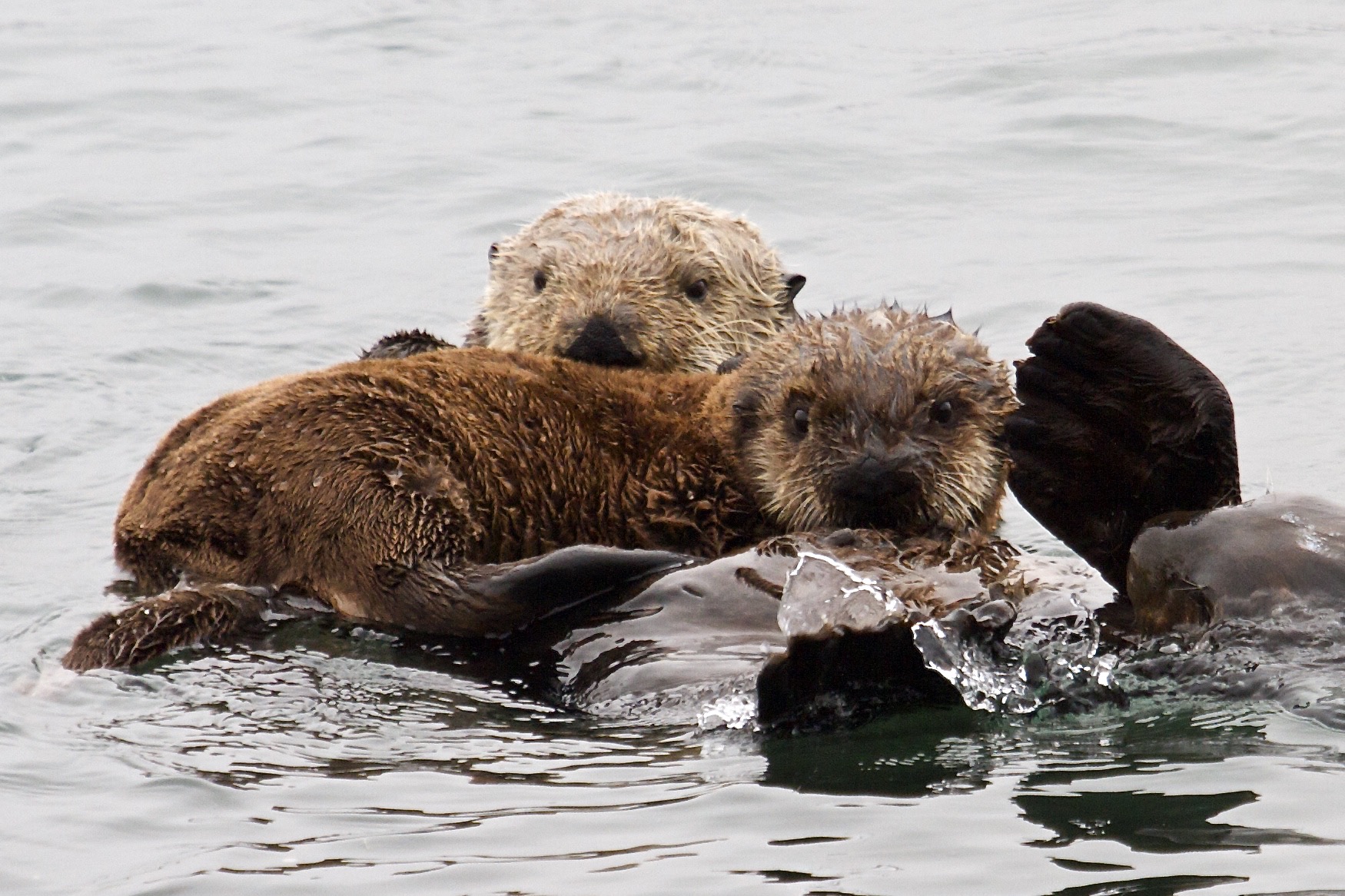 A New Chance to Protect Sea Otters Brings Andy to Defenders | Defenders